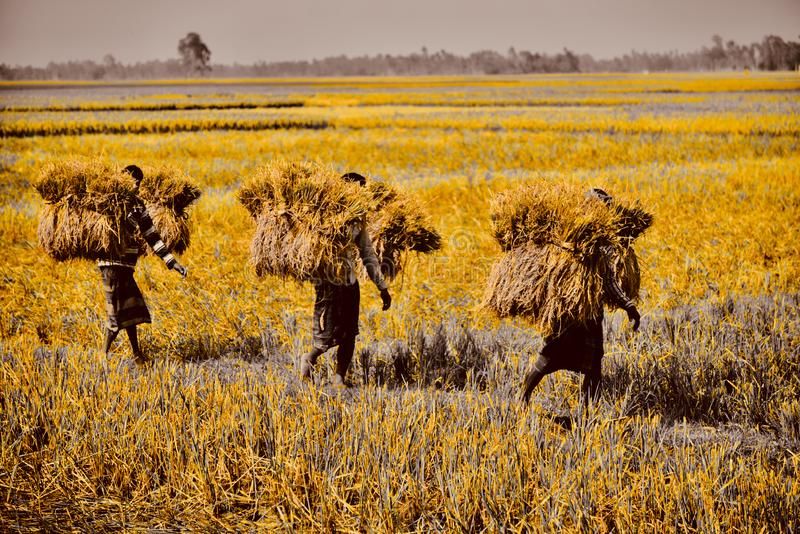 Harvest Season