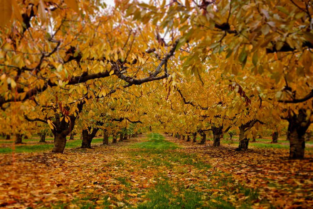 Turtuk Apricot Trees